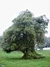 Arbre au milieu d'un paysage humide