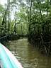 Mangrove