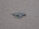 Petite tortue rampant vers la mer