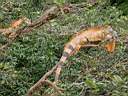 Iguanes dans les arbres