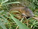 Iguane male