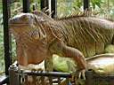 Iguane femelle
