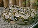 Boa dans un vivarium