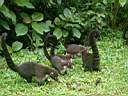 Famille de coatis