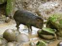 Pcari prenant son bain