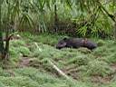 Tapir