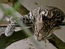 Ocelot