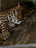 Jaguar faisant la sieste