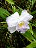 Orchide