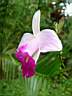Orchide
