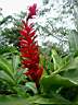 Hliconia