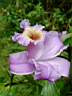 Orchide