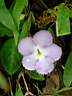 Violette