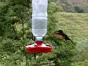 Colibri