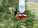 Colibri
