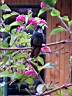Colibri