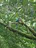 Quetzal femelle