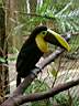 Toucan