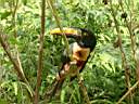 Toucan