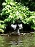 Anhinga en sance de schage