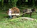 Rcolte des fruits pour faire de l'huile de palme